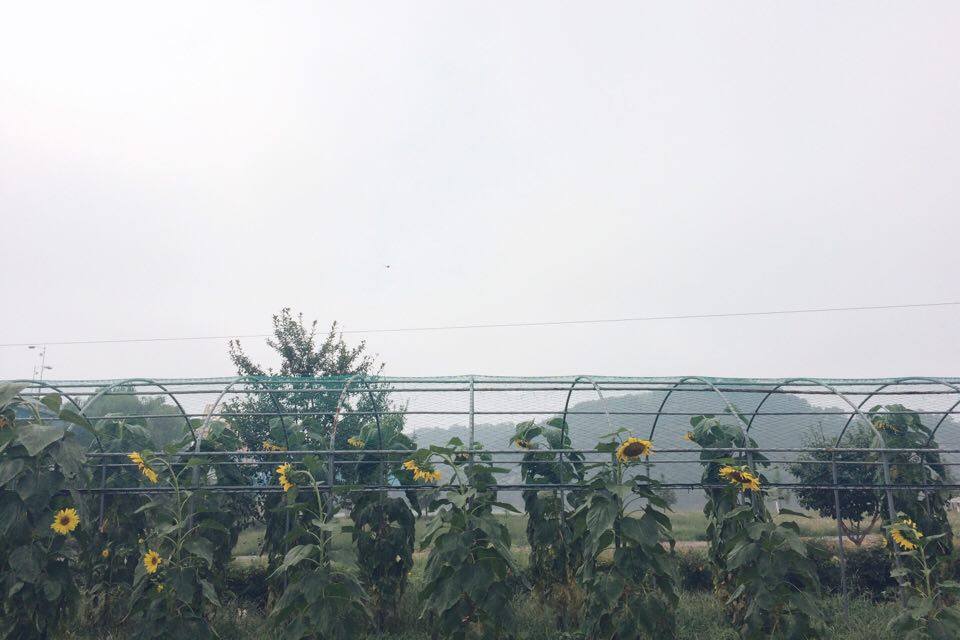  Beautiful sunflowers lining a cloudy day. 